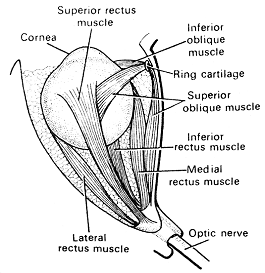 833_eye muscle.png